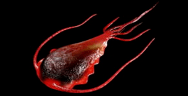 Parasitos intestinais